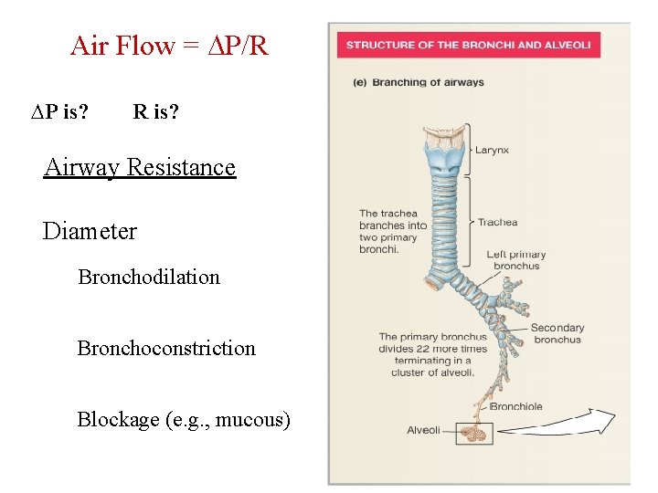 Air Flow = P/R ∆P is? R is? Airway Resistance Diameter Bronchodilation Bronchoconstriction Blockage