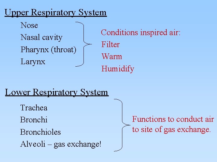 Upper Respiratory System Nose Nasal cavity Pharynx (throat) Larynx Conditions inspired air: Filter Warm