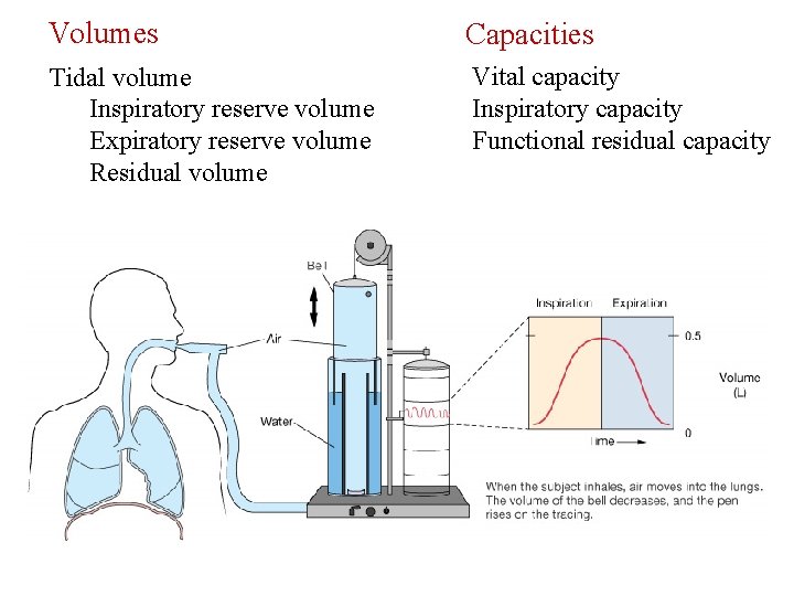 Volumes Capacities Tidal volume Inspiratory reserve volume Expiratory reserve volume Residual volume Vital capacity