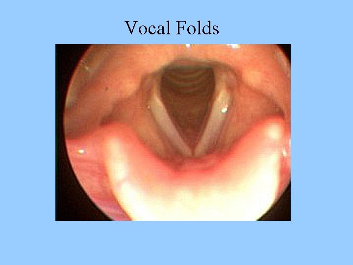 Vocal Folds 