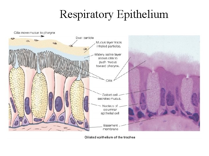 Respiratory Epithelium 