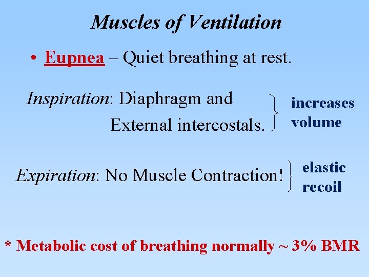 Muscles of Ventilation • Eupnea – Quiet breathing at rest. Inspiration: Diaphragm and External