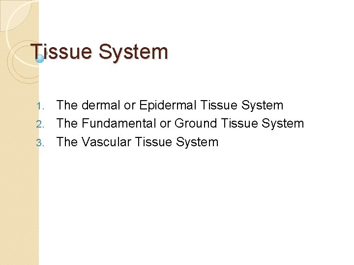 Tissue System The dermal or Epidermal Tissue System 2. The Fundamental or Ground Tissue
