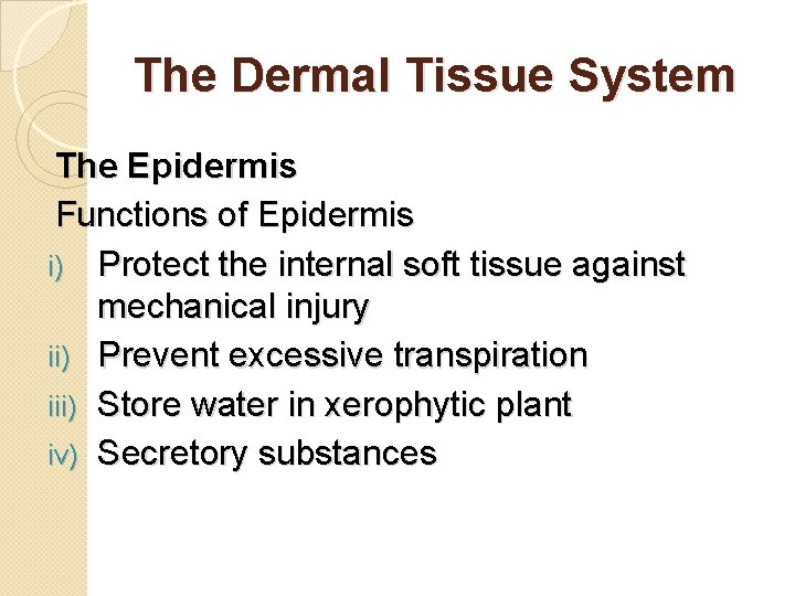 The Dermal Tissue System The Epidermis Functions of Epidermis i) Protect the internal soft