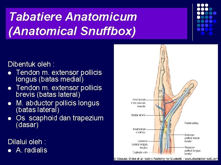 Tabatiere Anatomicum (Anatomical Snuffbox) Dibentuk oleh : l Tendon m. extensor pollicis longus (batas