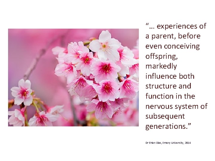 “… experiences of a parent, before even conceiving ”From a offspring, translation markedly al