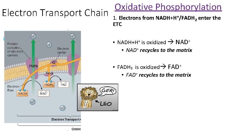Electron Transport Chain Oxidative Phosphorylation 1. Electrons from NADH+H+/FADH 2 enter the ETC •