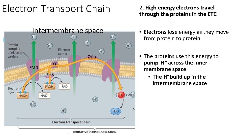 Electron Transport Chain Intermembrane space 2. High energy electrons travel through the proteins in