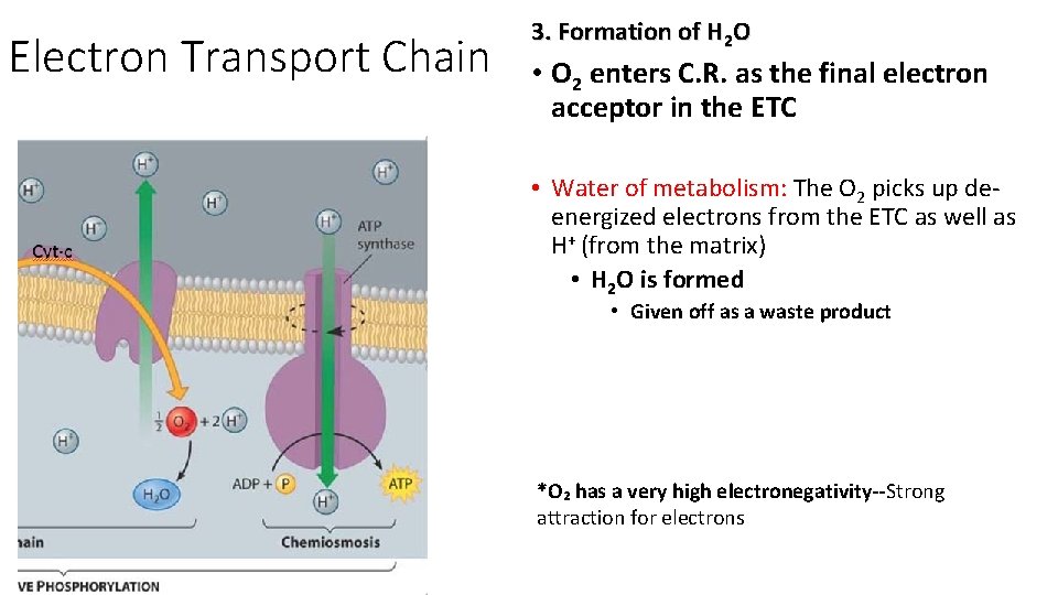 Electron Transport Chain 3. Formation of H 2 O • O 2 enters C.