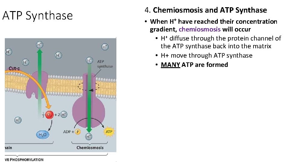 ATP Synthase 4. Chemiosmosis and ATP Synthase • When H+ have reached their concentration
