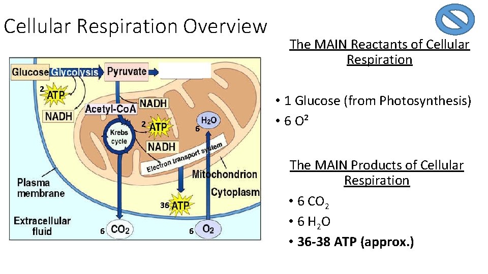 Cellular Respiration Overview 2 2 6 36 6 6 The MAIN Reactants of Cellular