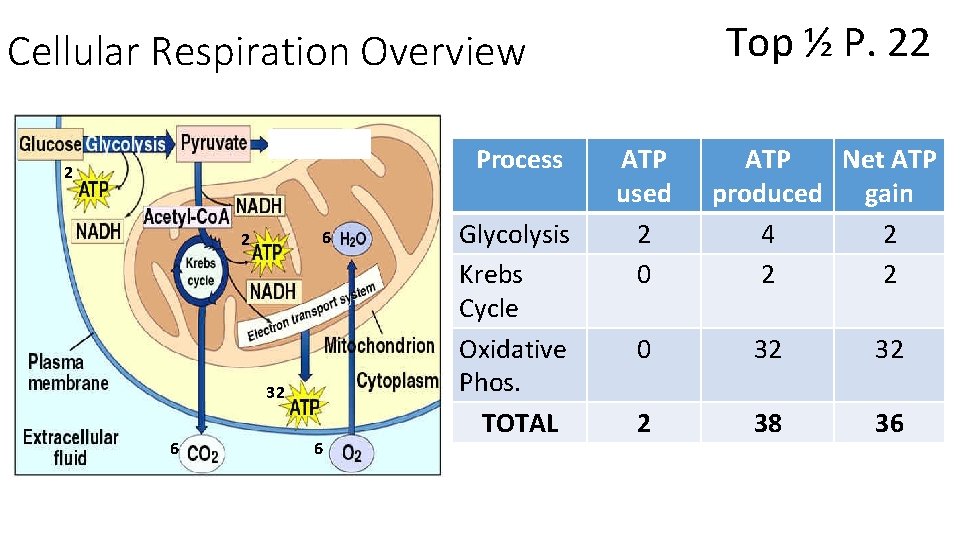 Top ½ P. 22 Cellular Respiration Overview Process 2 6 2 32 6 6