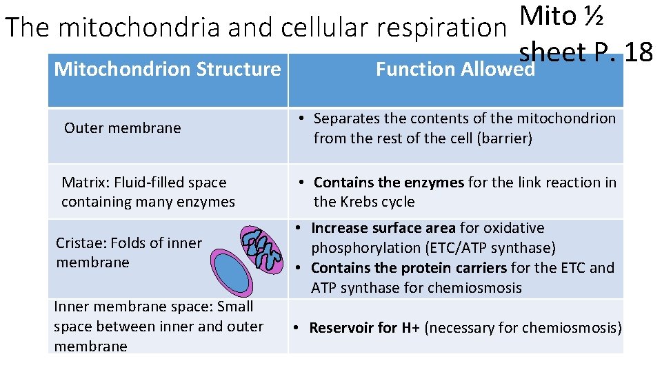 Mito ½ The mitochondria and cellular respiration sheet P. 18 Mitochondrion Structure Function Allowed