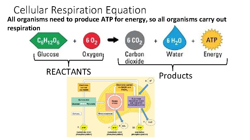 Cellular Respiration Equation All organisms need to produce ATP for energy, so all organisms