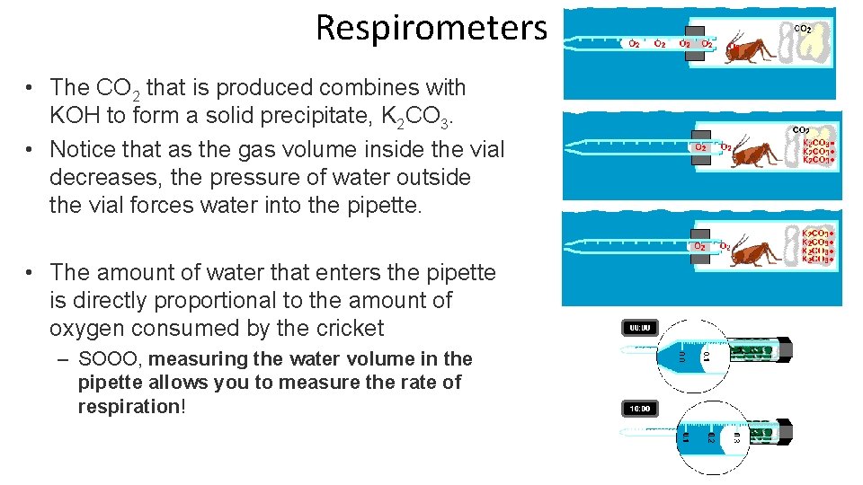 Respirometers • The CO 2 that is produced combines with KOH to form a