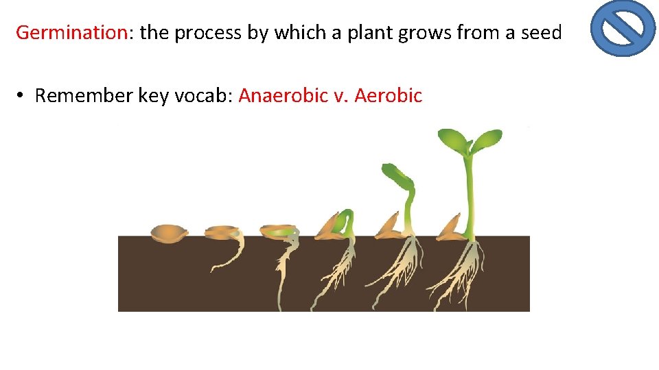 Germination: the process by which a plant grows from a seed • Remember key
