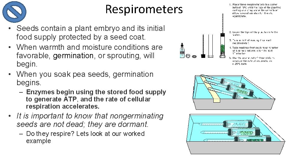 Respirometers • Seeds contain a plant embryo and its initial food supply protected by