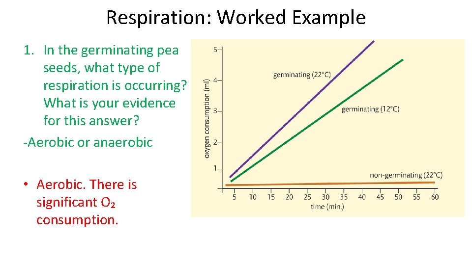 Respiration: Worked Example 1. In the germinating pea seeds, what type of respiration is