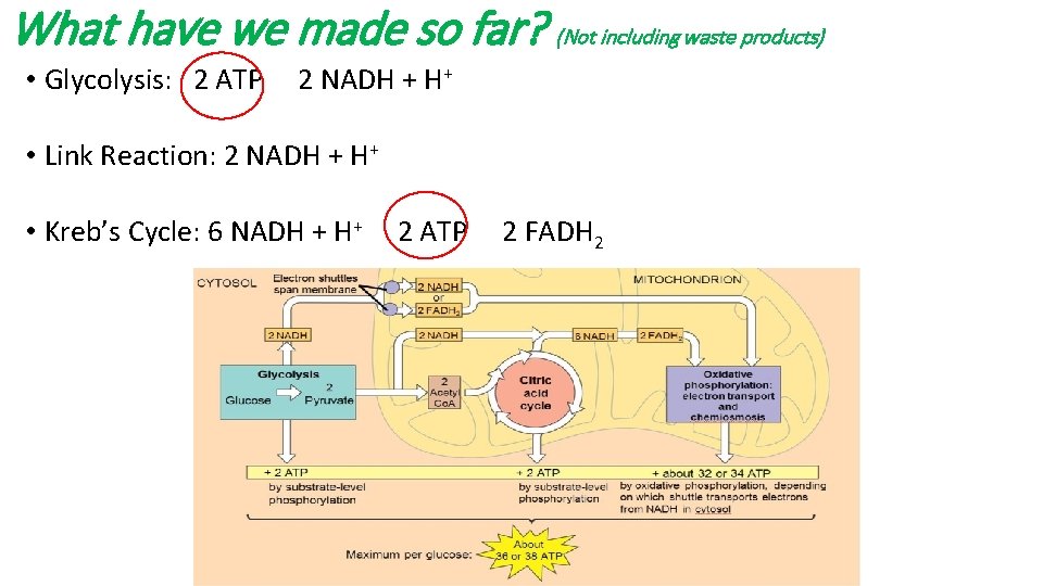 What have we made so far? (Not including waste products) • Glycolysis: 2 ATP