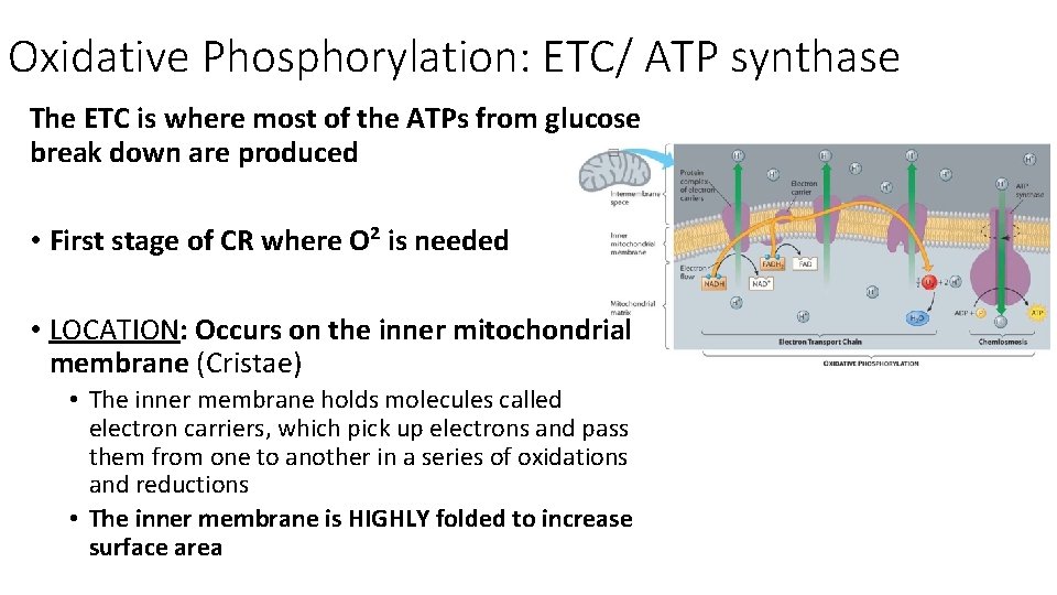 Oxidative Phosphorylation: ETC/ ATP synthase The ETC is where most of the ATPs from