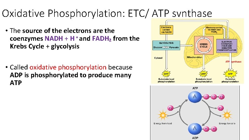 Oxidative Phosphorylation: ETC/ ATP synthase • The source of the electrons are the coenzymes