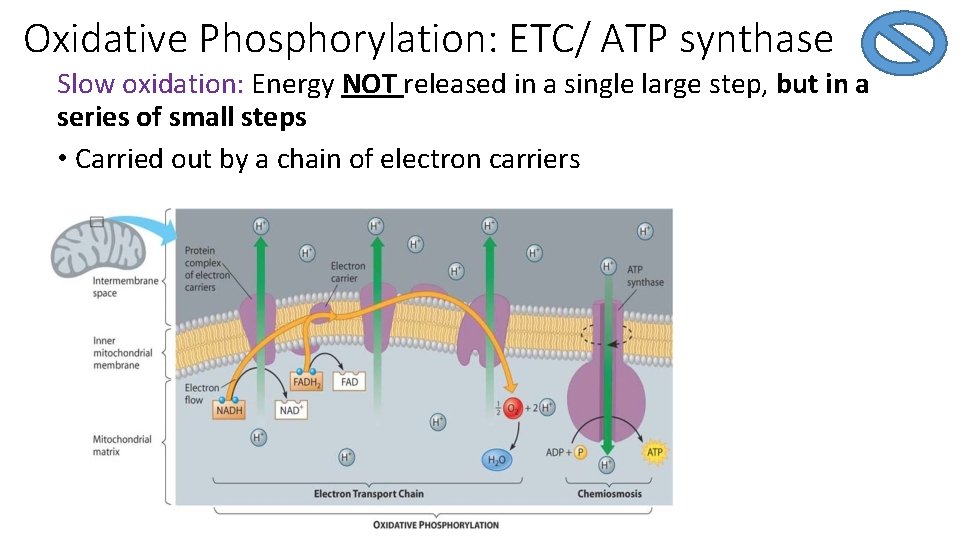 Oxidative Phosphorylation: ETC/ ATP synthase Slow oxidation: Energy NOT released in a single large