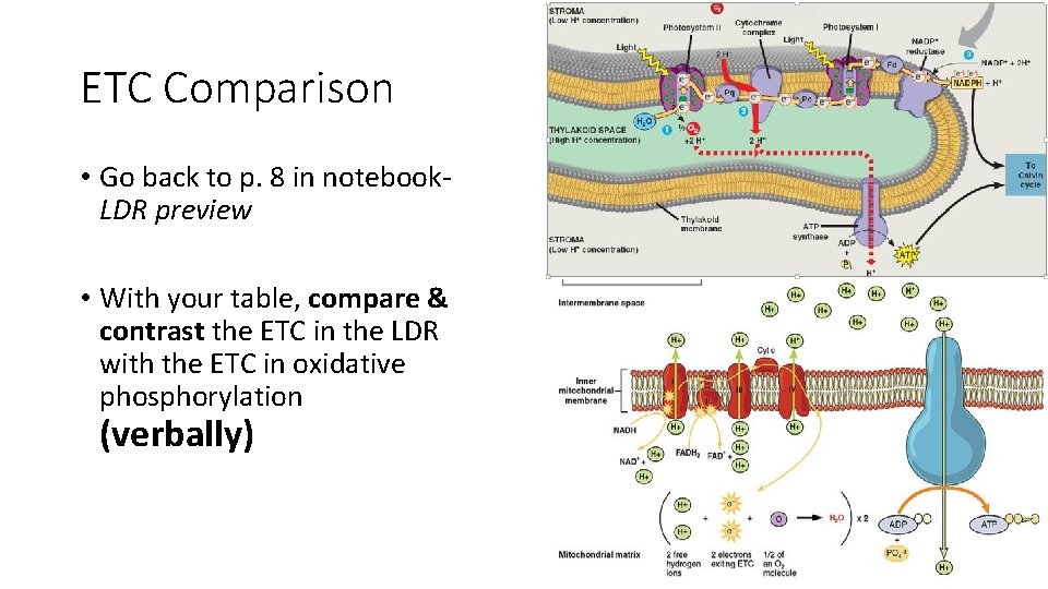 ETC Comparison • Go back to p. 8 in notebook. LDR preview • With