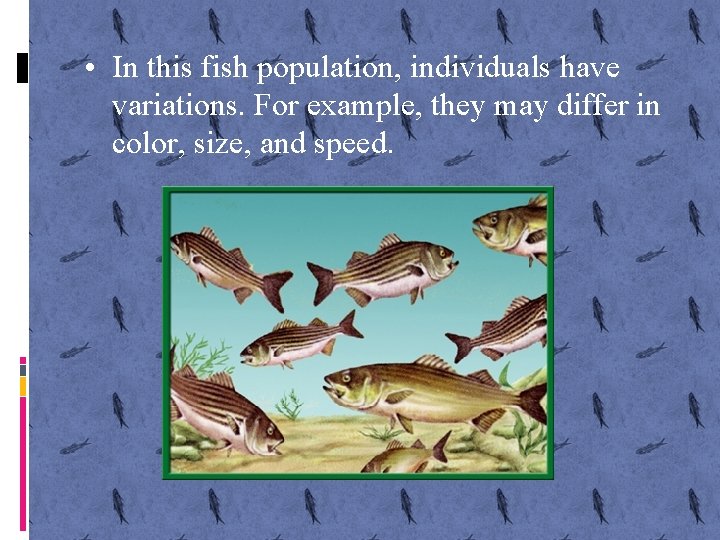  • In this fish population, individuals have variations. For example, they may differ