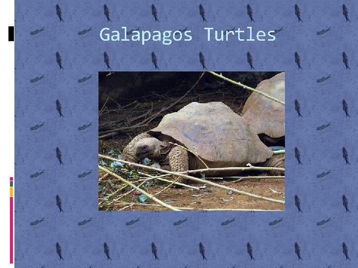 Galapagos Turtles 