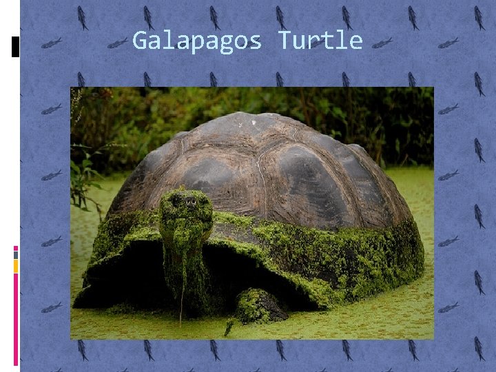 Galapagos Turtle 