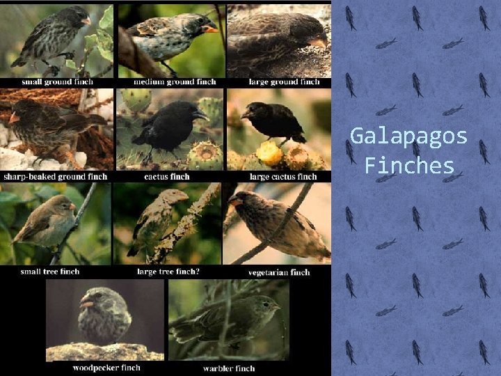 Galapagos Finches 