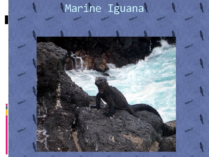 Marine Iguana 