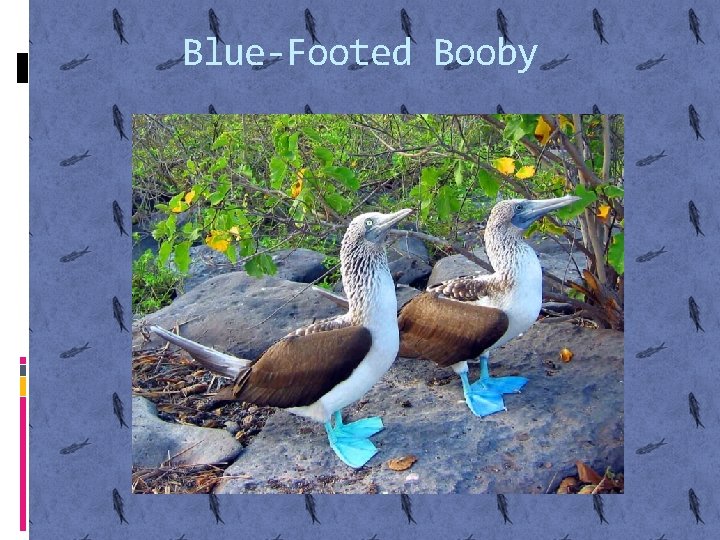 Blue-Footed Booby 