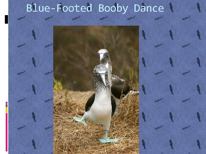 Blue-Footed Booby Dance 