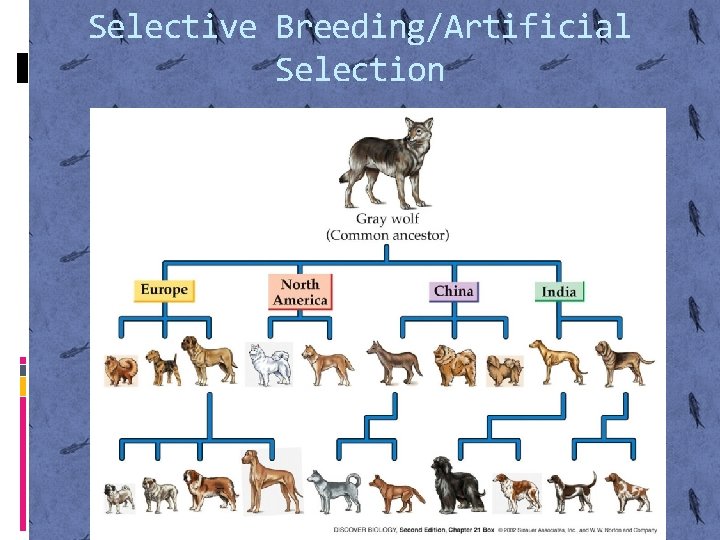 Selective Breeding/Artificial Selection 