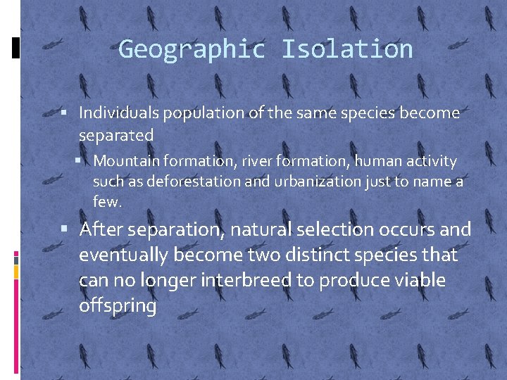 Geographic Isolation Individuals population of the same species become separated Mountain formation, river formation,