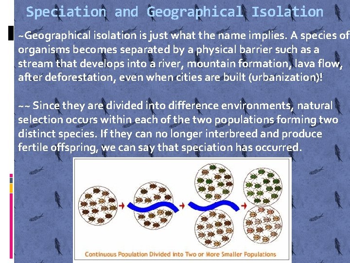 Speciation and Geographical Isolation ~Geographical isolation is just what the name implies. A species