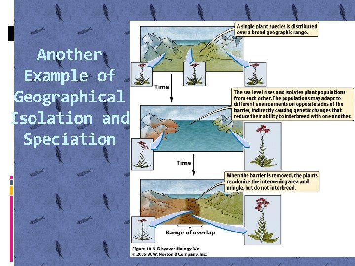 Another Example of Geographical Isolation and Speciation 