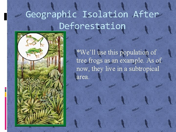 Geographic Isolation After Deforestation *We’ll use this population of tree frogs as an example.