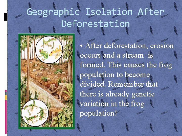 Geographic Isolation After Deforestation • After deforestation, erosion occurs and a stream is formed.