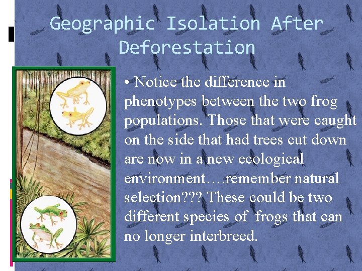 Geographic Isolation After Deforestation • Notice the difference in phenotypes between the two frog