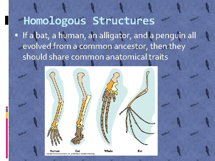 Homologous Structures If a bat, a human, an alligator, and a penguin all evolved