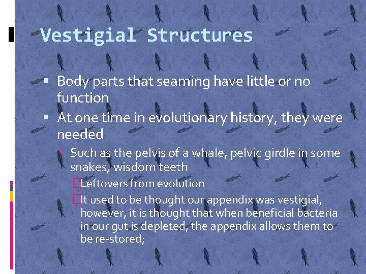 Vestigial Structures Body parts that seaming have little or no function At one time