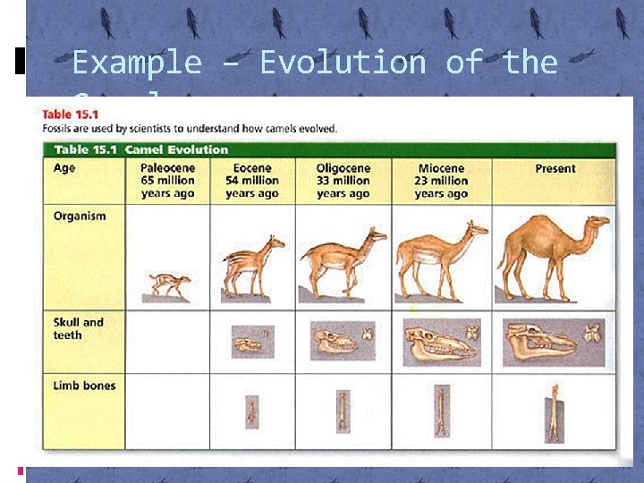 Example – Evolution of the Camel 