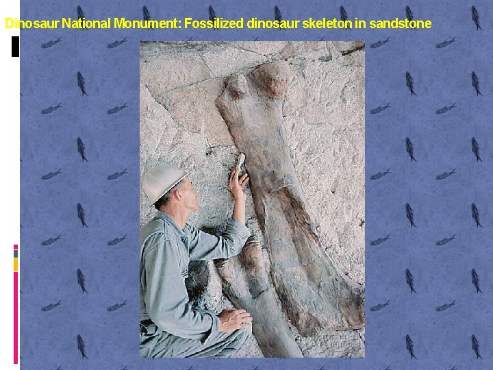 Dinosaur National Monument: Fossilized dinosaur skeleton in sandstone 