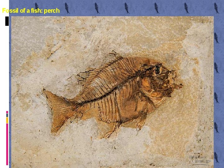Fossil of a fish: perch 