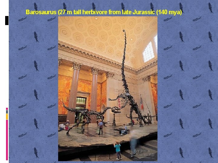 Barosaurus (27 m tall herbivore from late Jurassic (140 mya) 