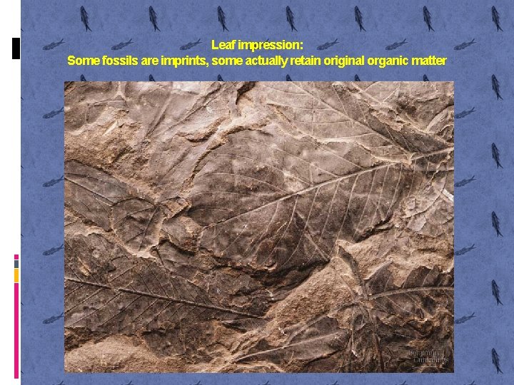 Leaf impression: Some fossils are imprints, some actually retain original organic matter 