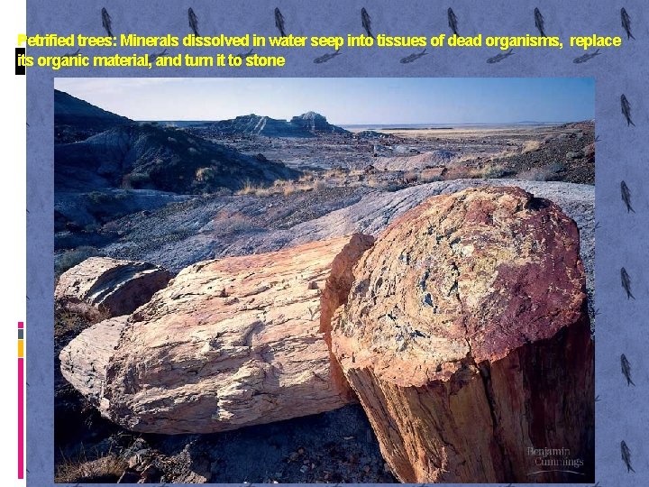 Petrified trees: Minerals dissolved in water seep into tissues of dead organisms, replace its