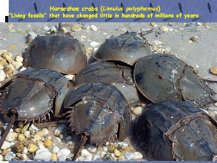 Horseshoe crabs (Limulus polyphemus) “Living fossils” that have changed little in hundreds of millions